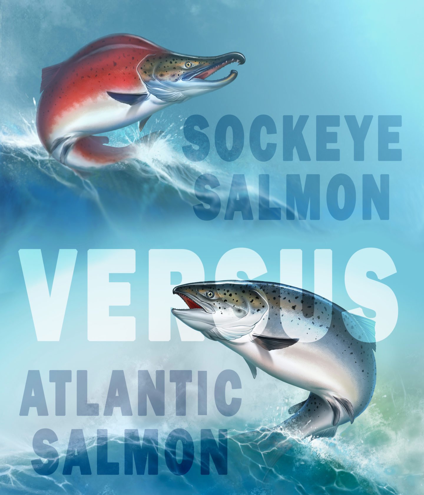 sockeye vs atlantic salmon differences