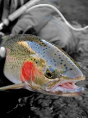 Steelhead Trout Vs. Salmon: Differences and Similarities