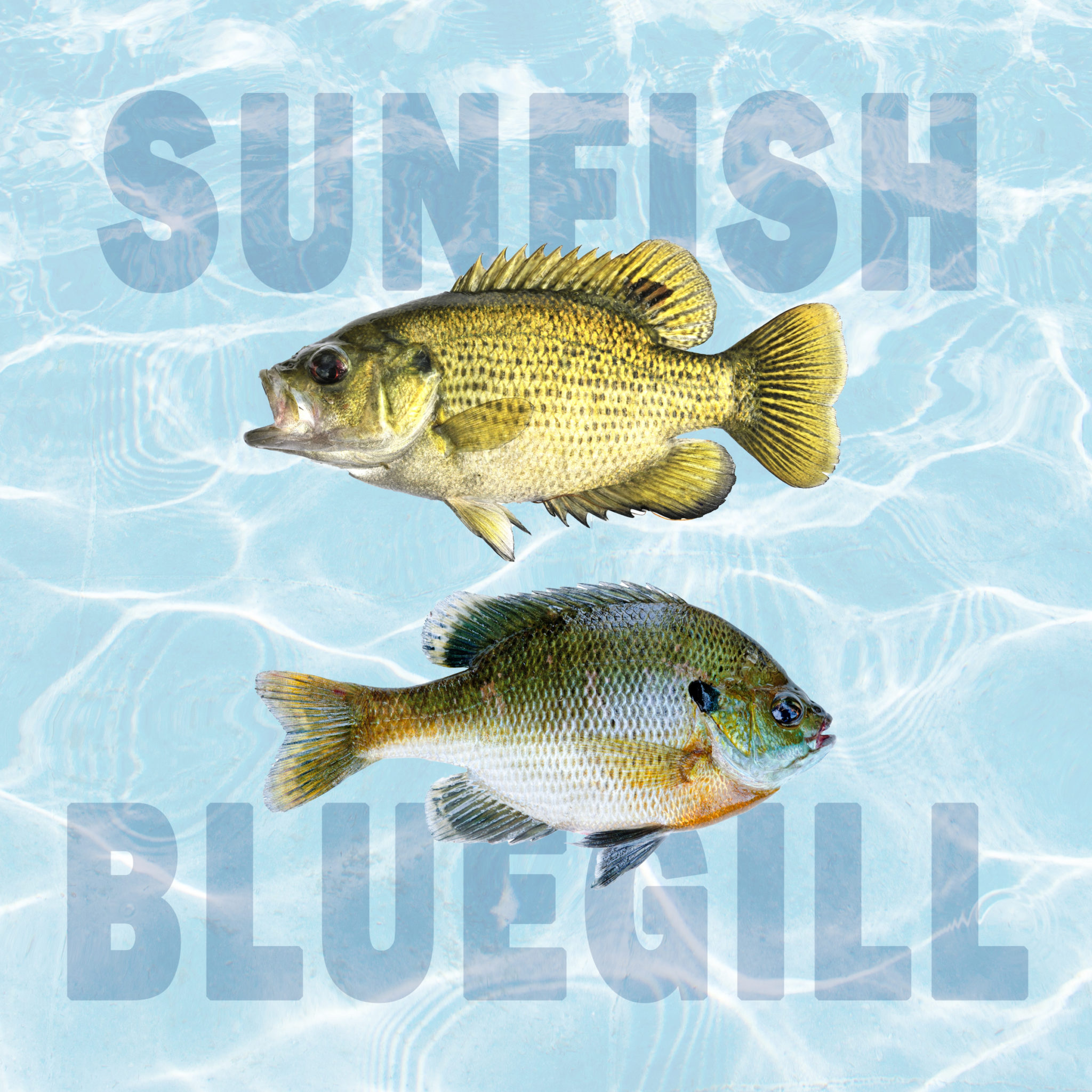 sunfish vs bluegill featured