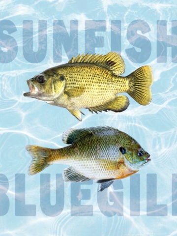 sunfish vs bluegill featured
