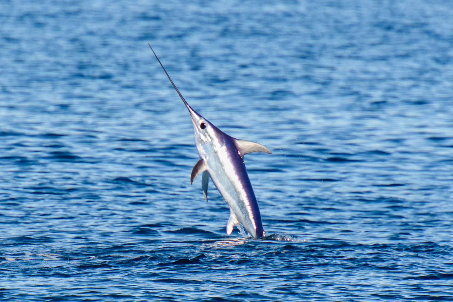 Swordfish Rising From Ocean