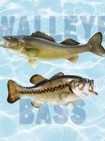 walleye versus largemouth bass
