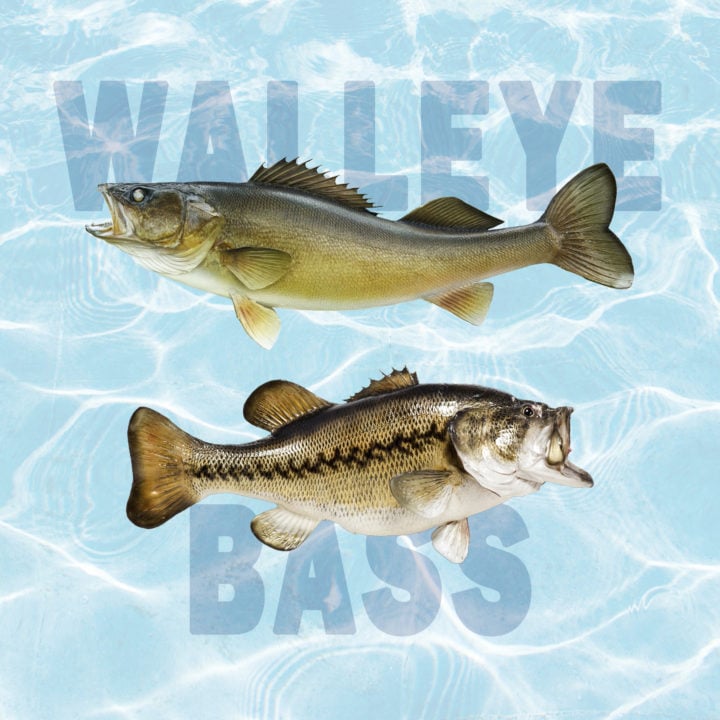 Walleye Vs. Bass: What Is The Difference? - Tastylicious