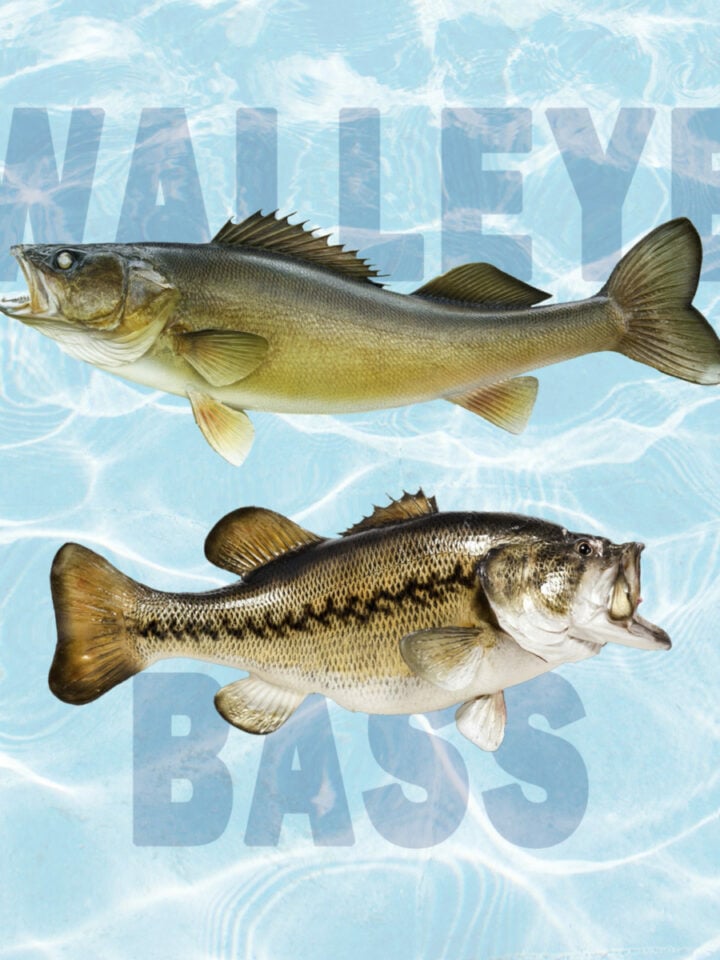 What Does Walleye Taste Like? Must Know Facts