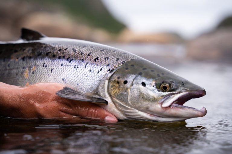 Steelhead Trout Vs. Salmon: Differences And Similarities - Tastylicious