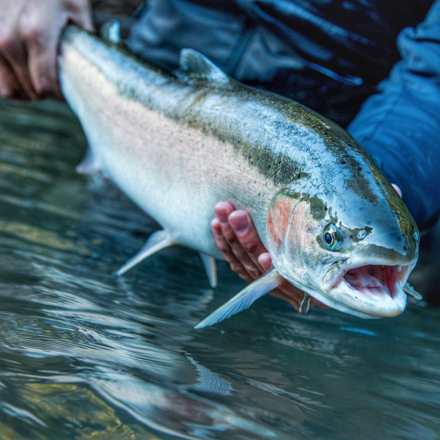 wild steelhead trout before being released into the Pacific Northwest