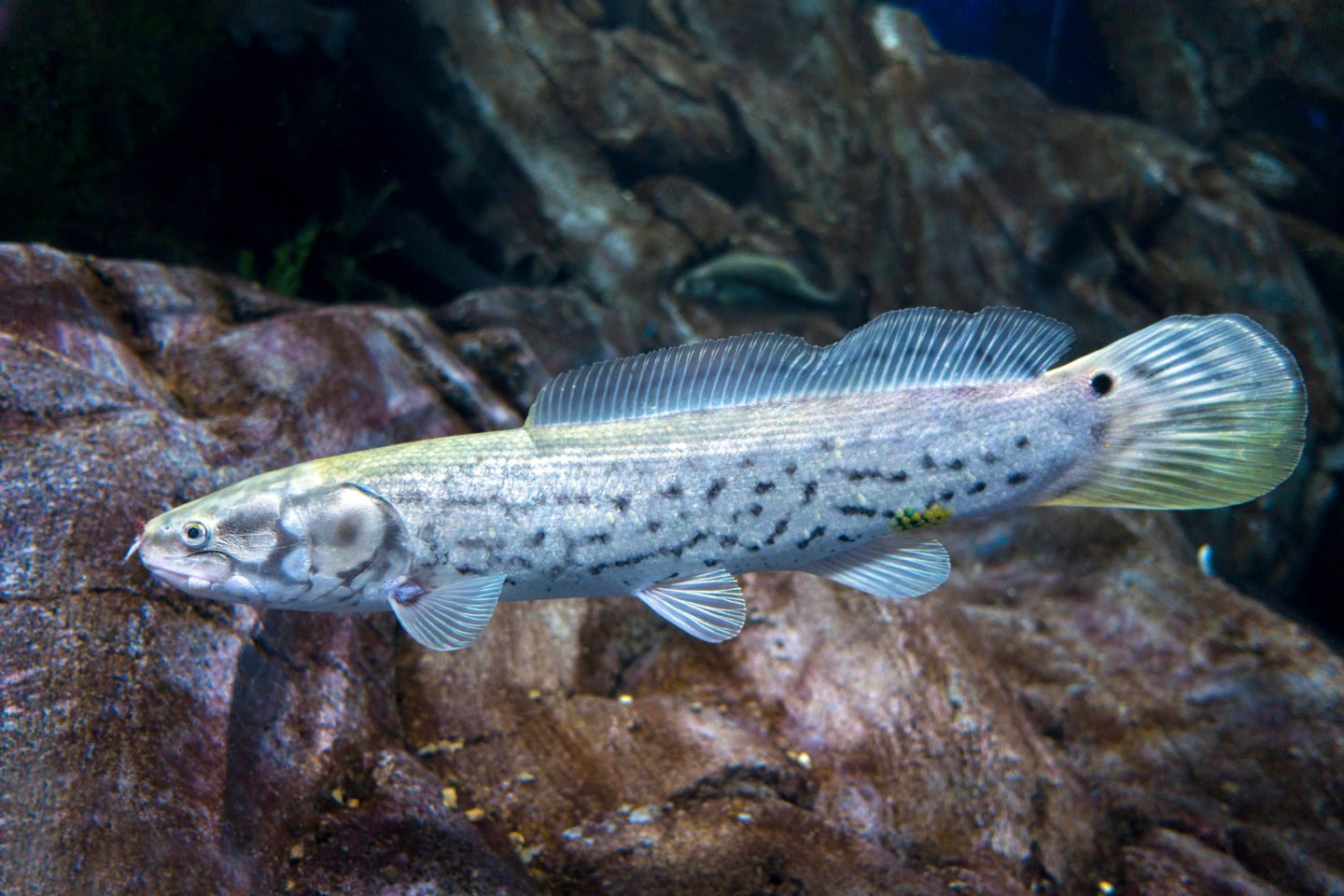 Bowfin Amia Calva