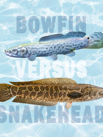 Bowfin vs. Snakehead