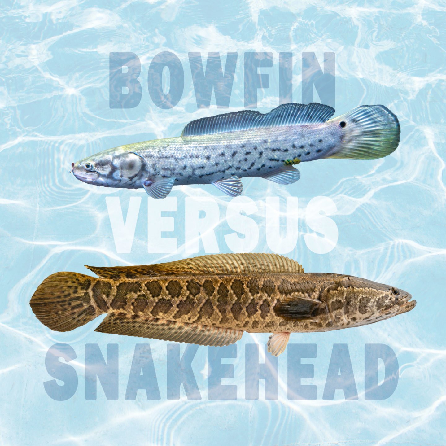 bowfin vs snakehead differences