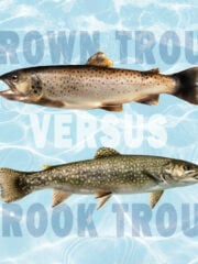 Brown Trout vs. Brook Trout