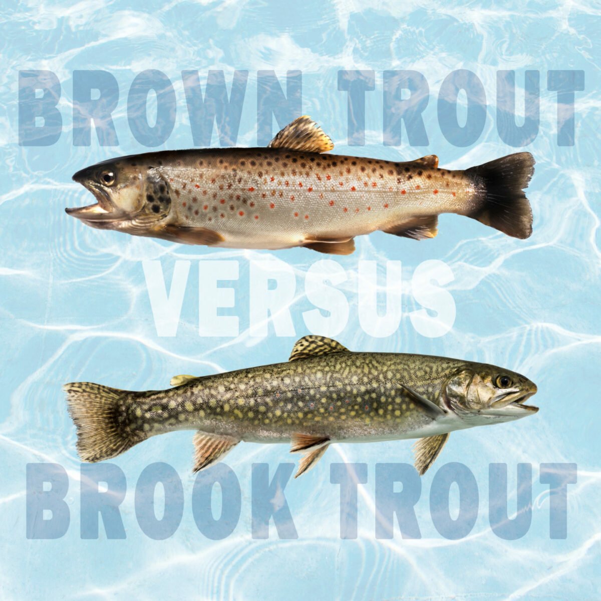 brown trout vs brook trout differences