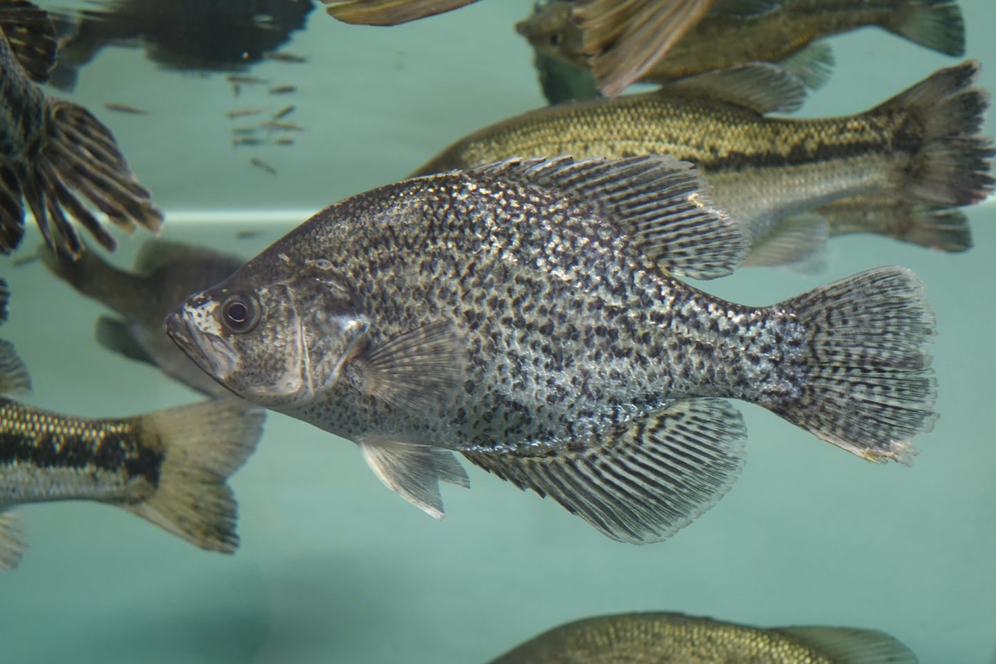 Crappie Fish Swimming