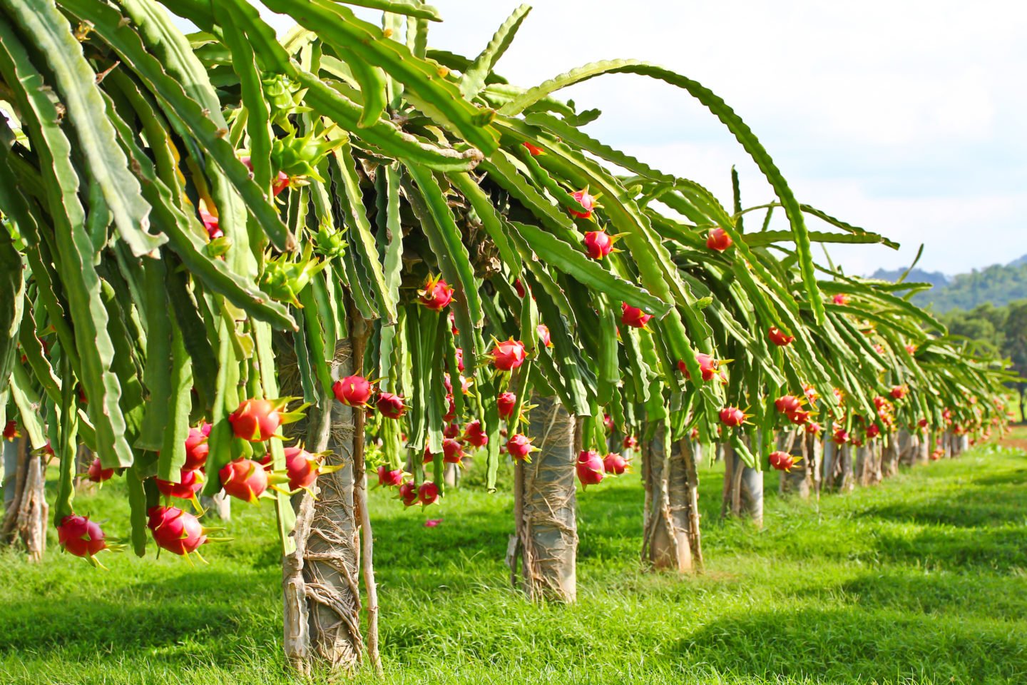 Dragonfruit Plantation