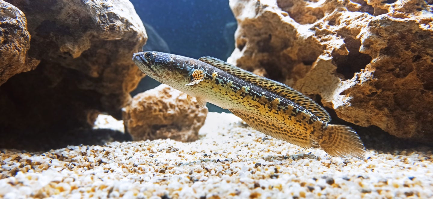 Golden Snakehead Fish