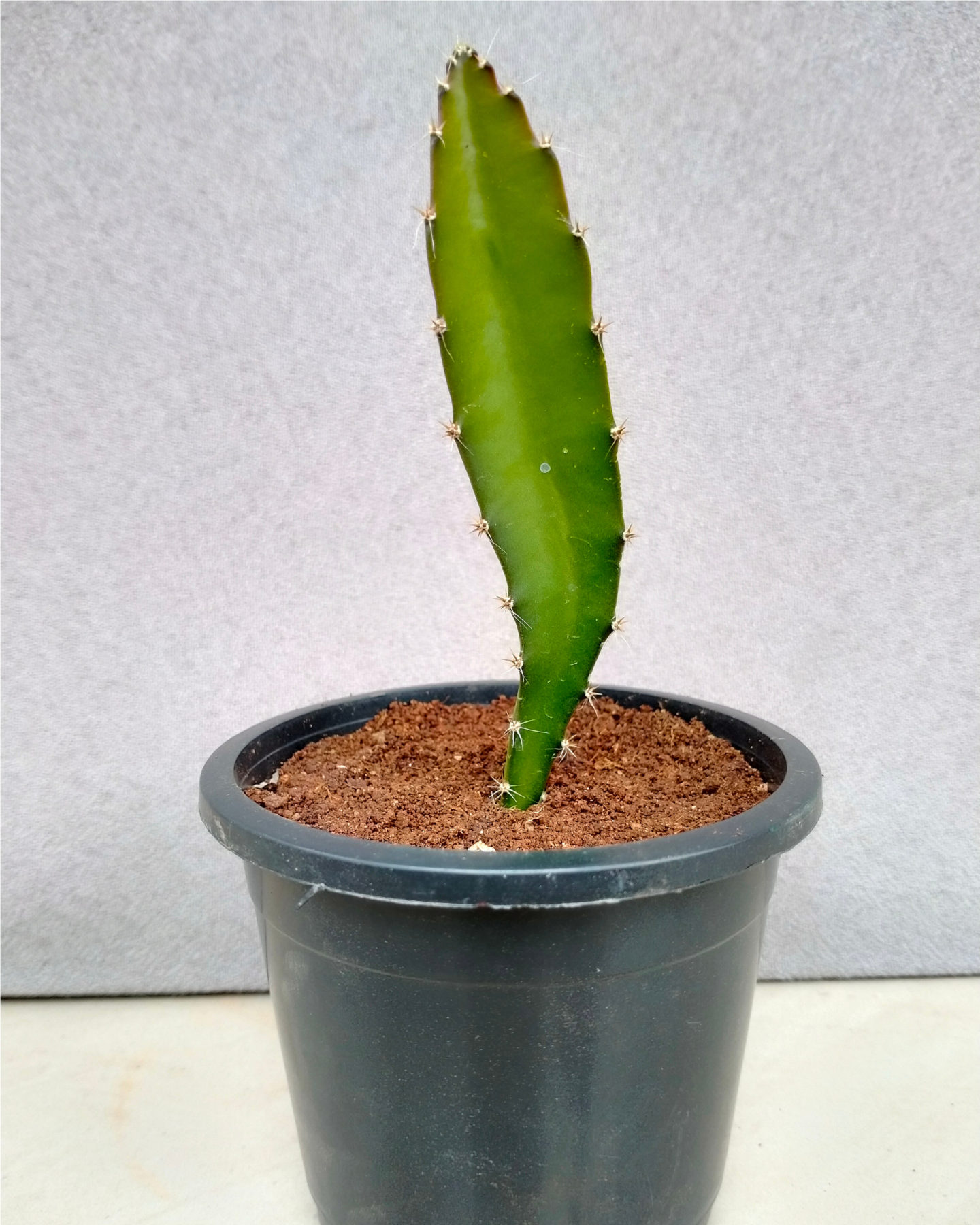 Growing Dragon Fruit In Pot