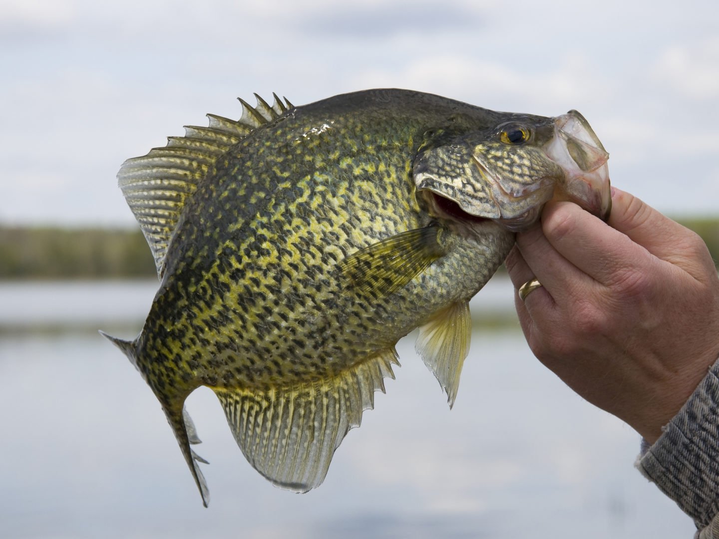 Hand Holding Black Crappie