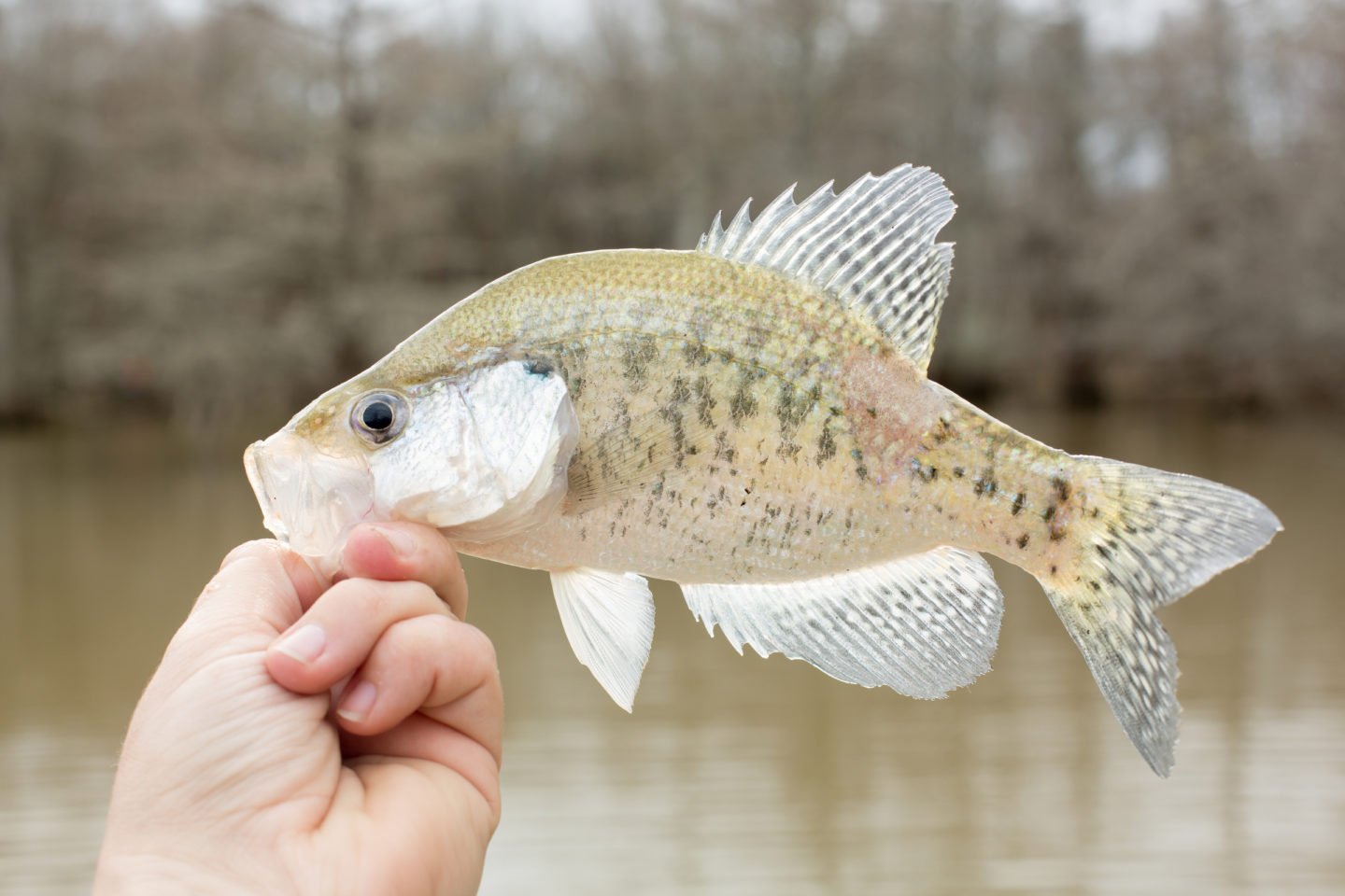 Hand Holding White Crappie Fish