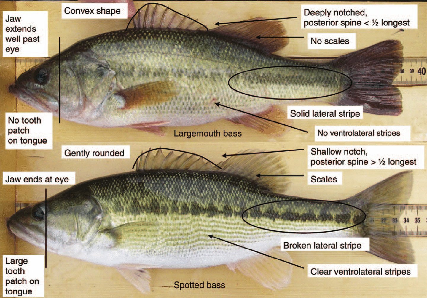 Identifying Largemouth Bass And Spotted Bass