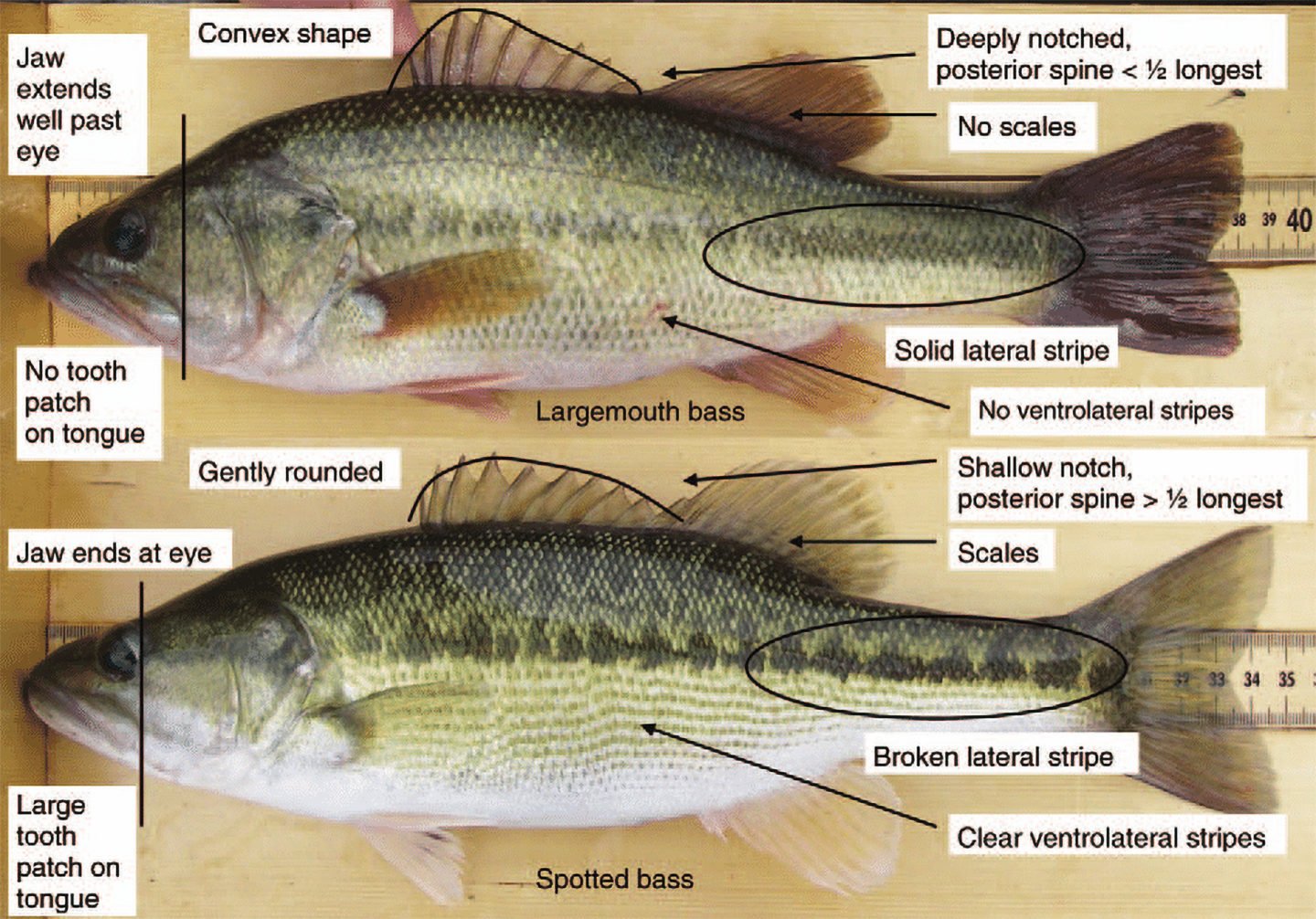 Spotted Bass vs. Largemouth Bass: All Their Differences - Tastylicious