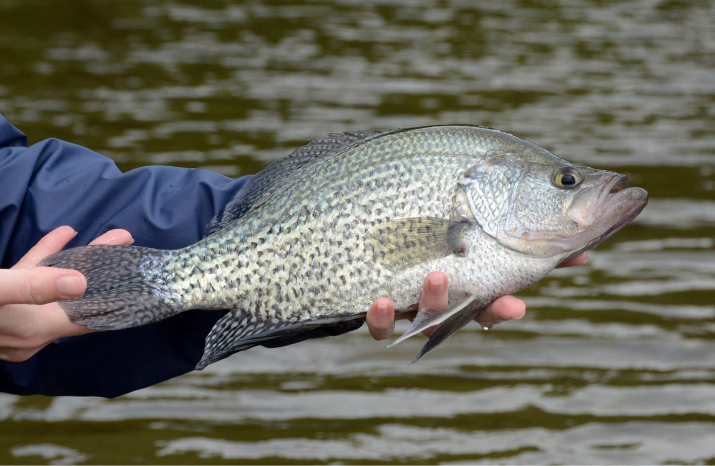 Large Black Crappie