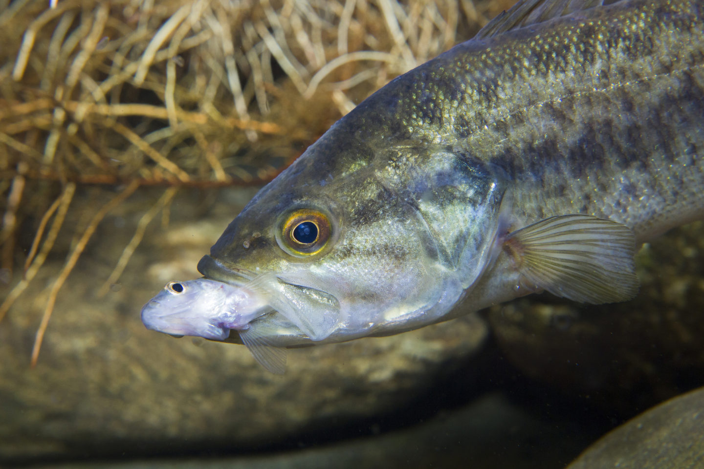 Largemouth Bass Eating Smaller Fish