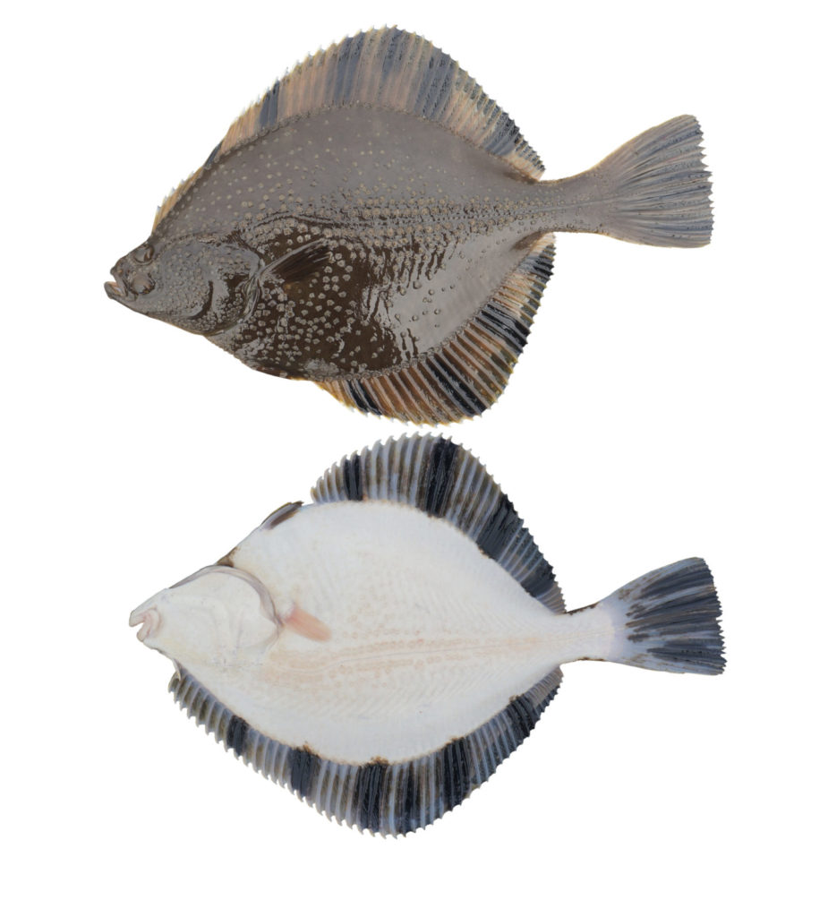 Flounder And Halibut Same at Andrew Rascon blog