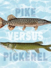 Pike vs. Pickerel: What Is The Difference? 
