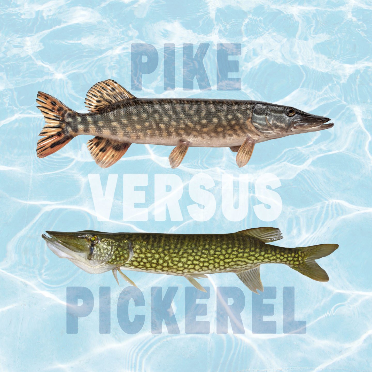pike vs pickerel differences