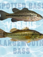 Spotted Bass vs. Largemouth Bass: All Their Differences