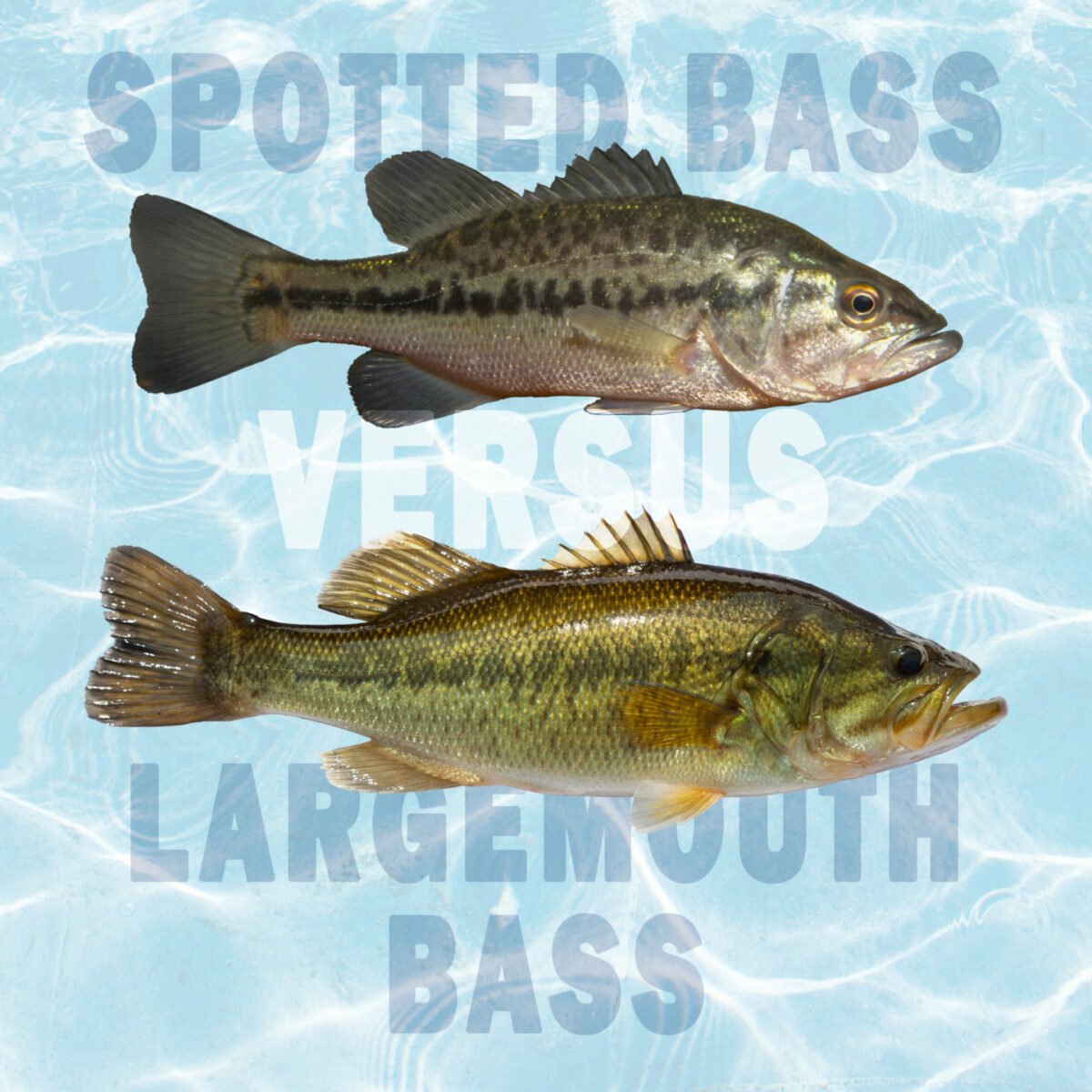 spotted vs largemouth bass all differences