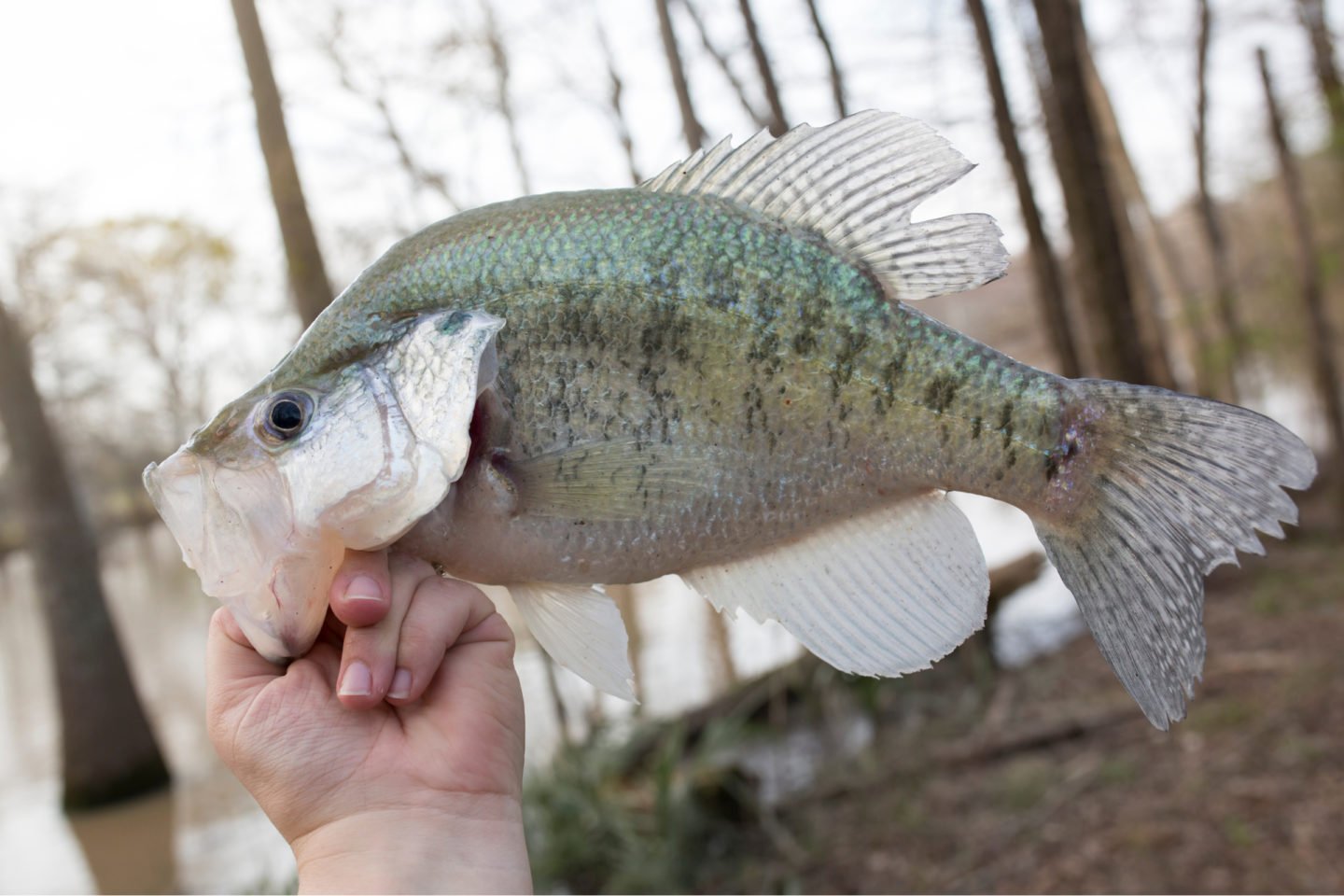 White Crappie Markings