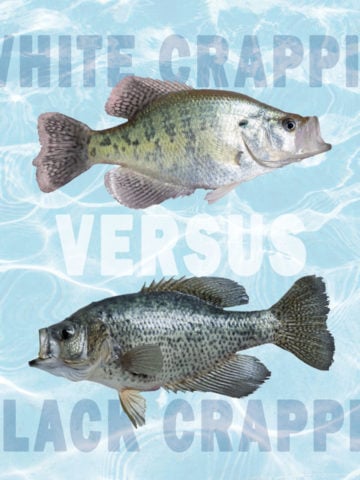 White Crappie vs. Black Crappie: All Their Differences