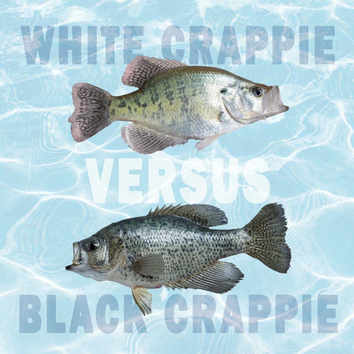 white pickerel vs black pickerel