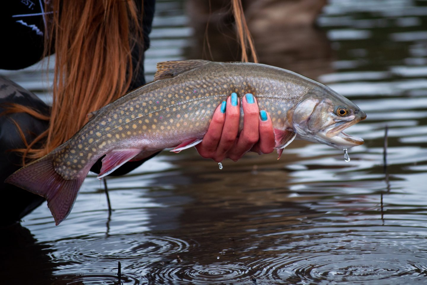 Wild Brook Trout