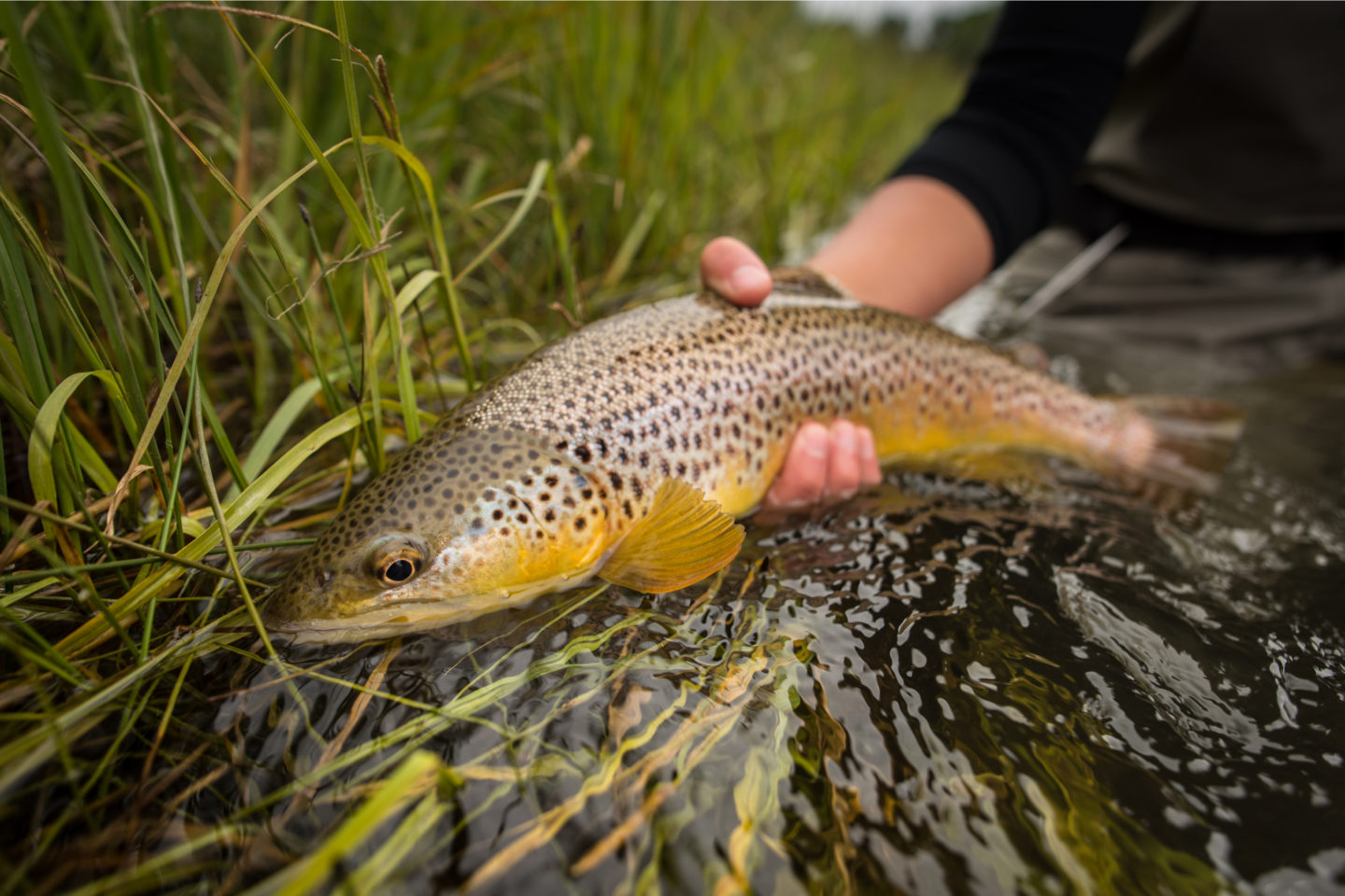 Wild Brown Trout