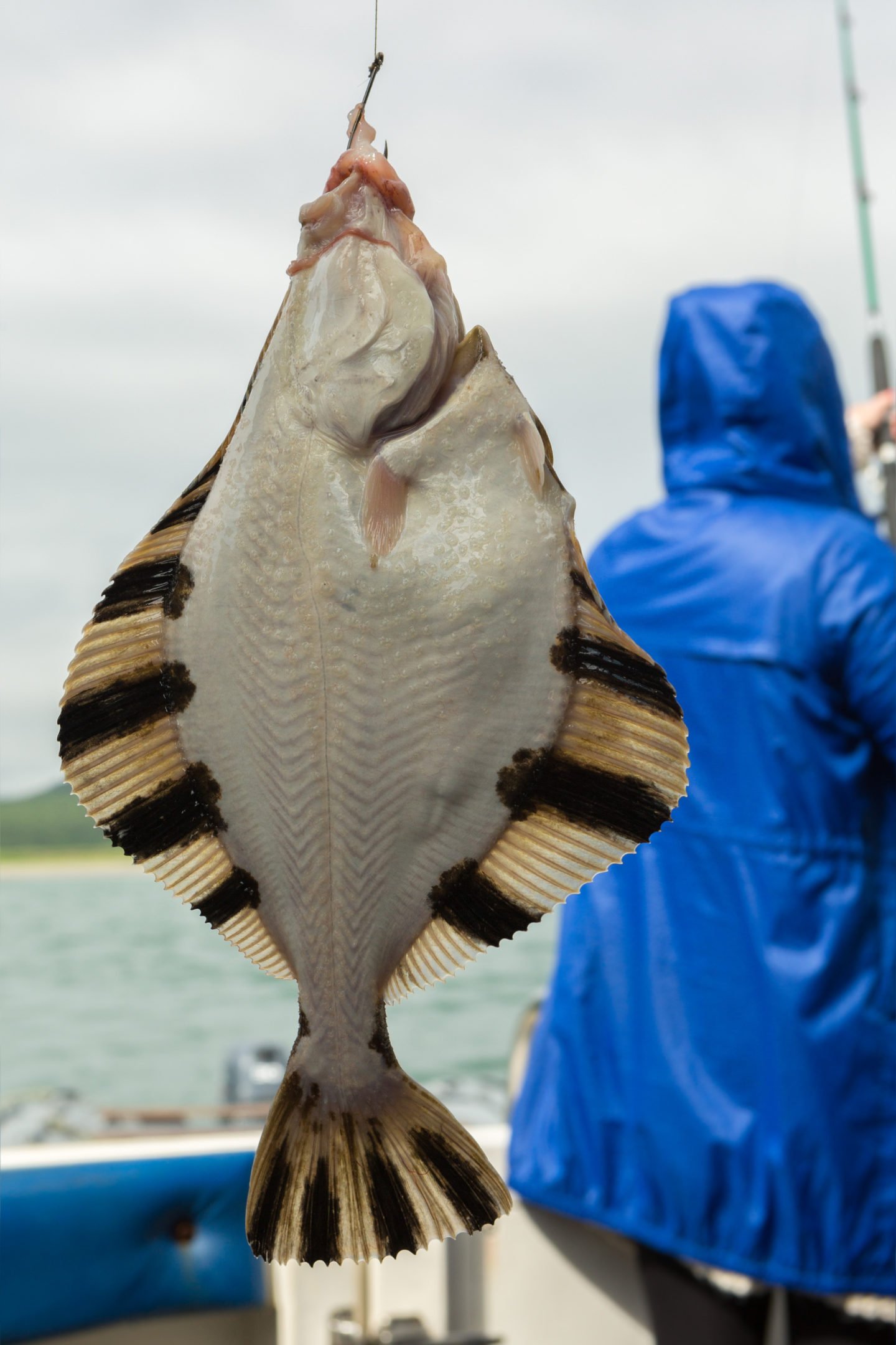 Wild Caught Flounder From Fishing