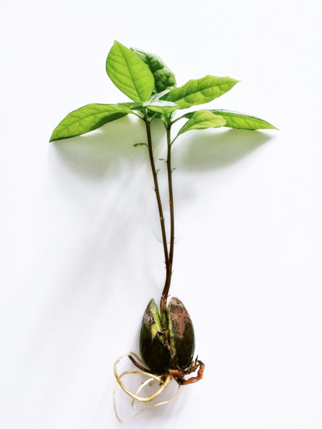 How Long Does It Take an Avocado Tree to Bear Fruit? - Tastylicious