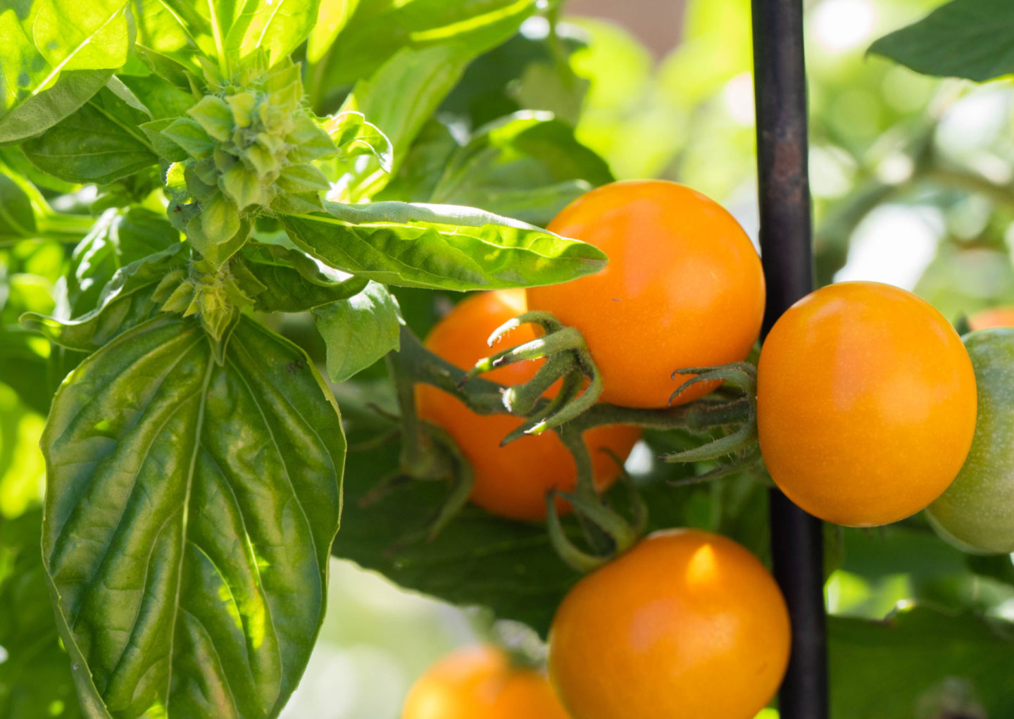 basil planted close to tomato plant