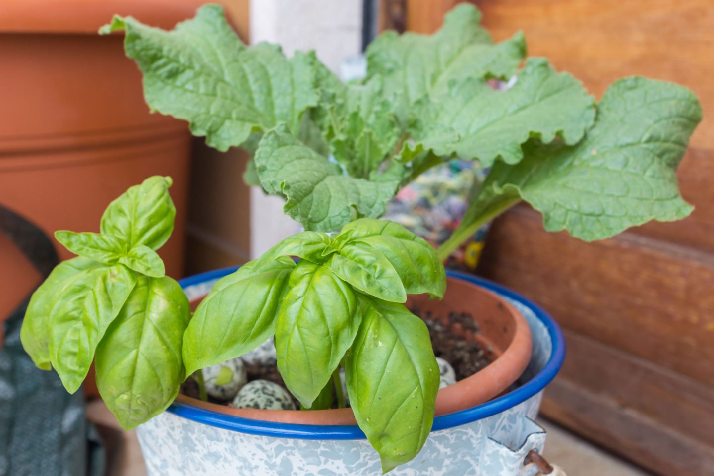 Borage And Basil Grown In One Pot