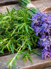 Lavender vs. Rosemary: Top 5 Differences From Garden to Kitchen