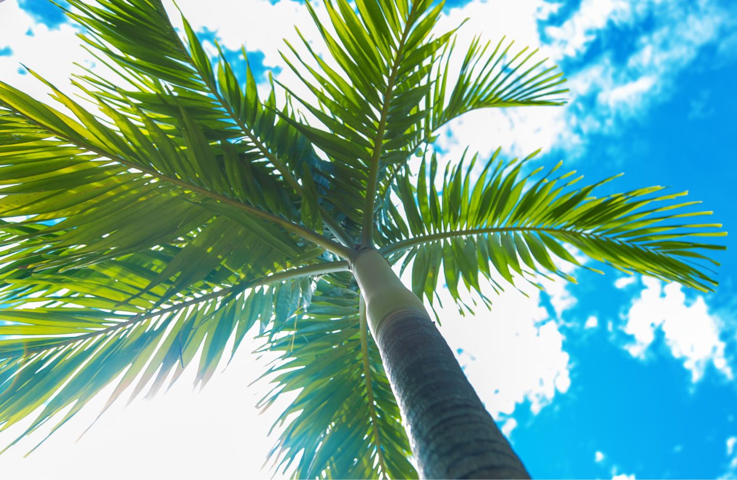 coconut tree vs palm tree