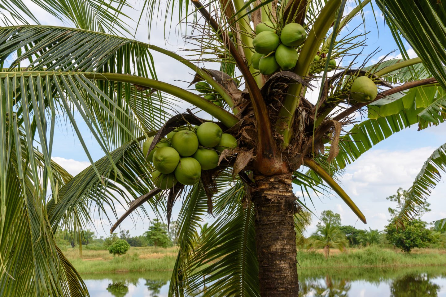 Coconuts On A Short Coconut Tree