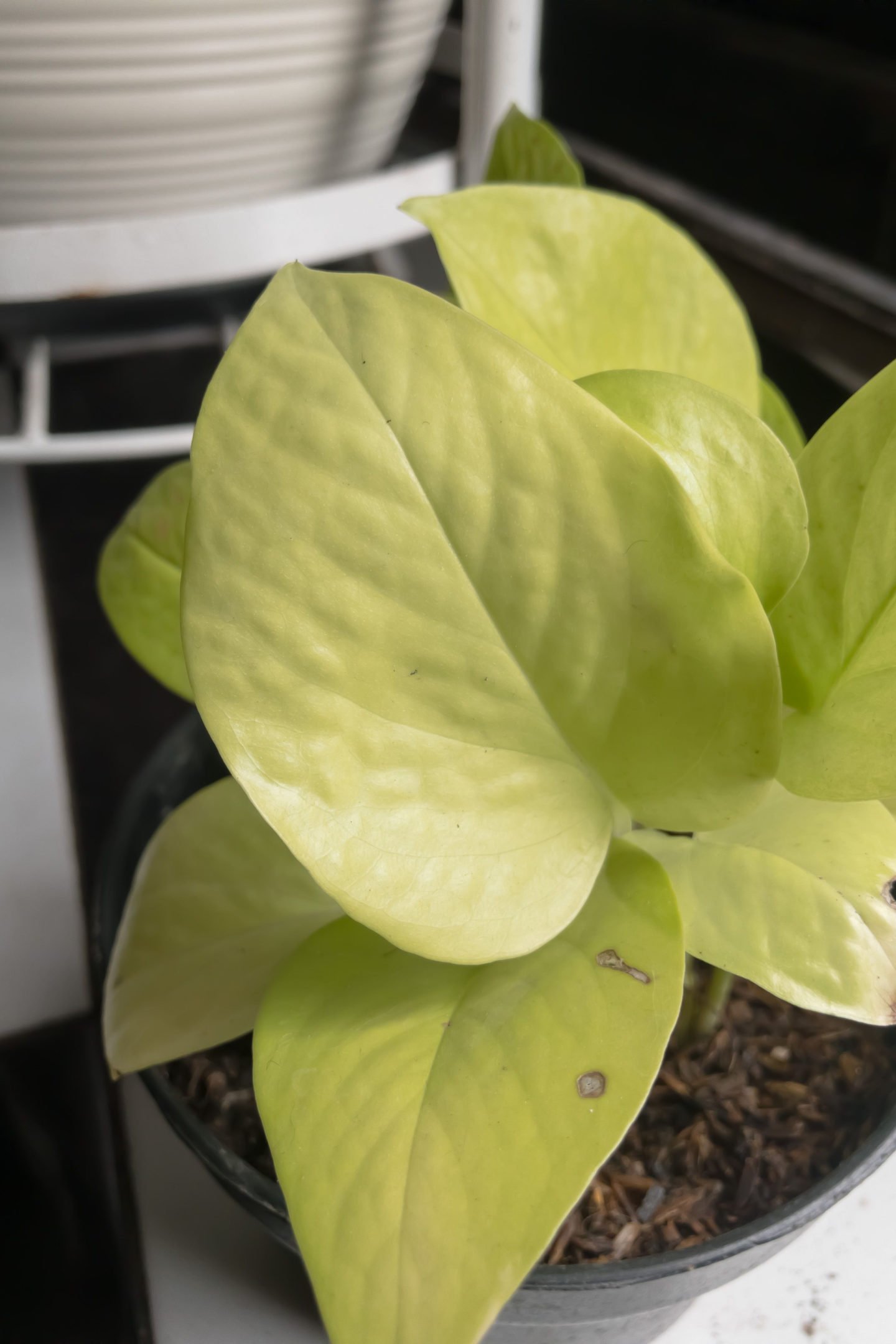 Dull Leaves Philodendron Heartleaf