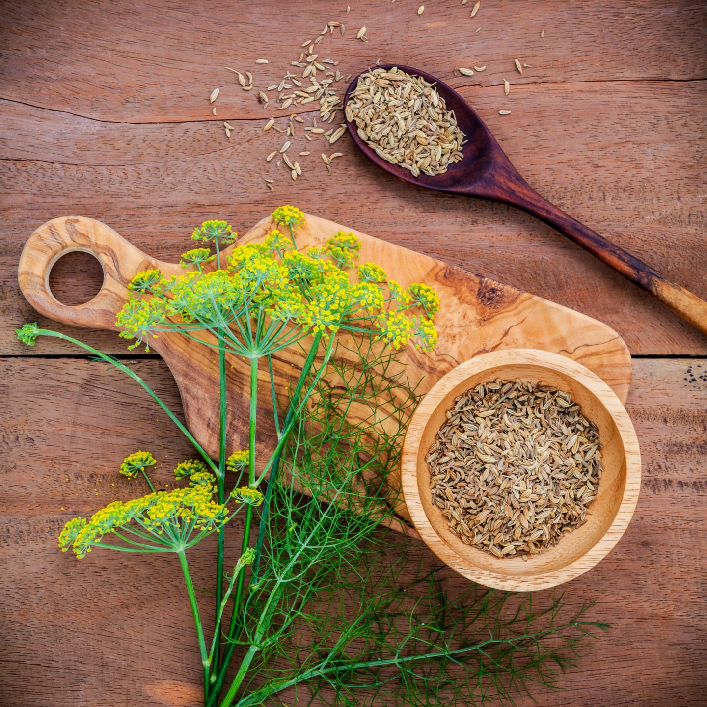 Fennel Blossoms And Seeds