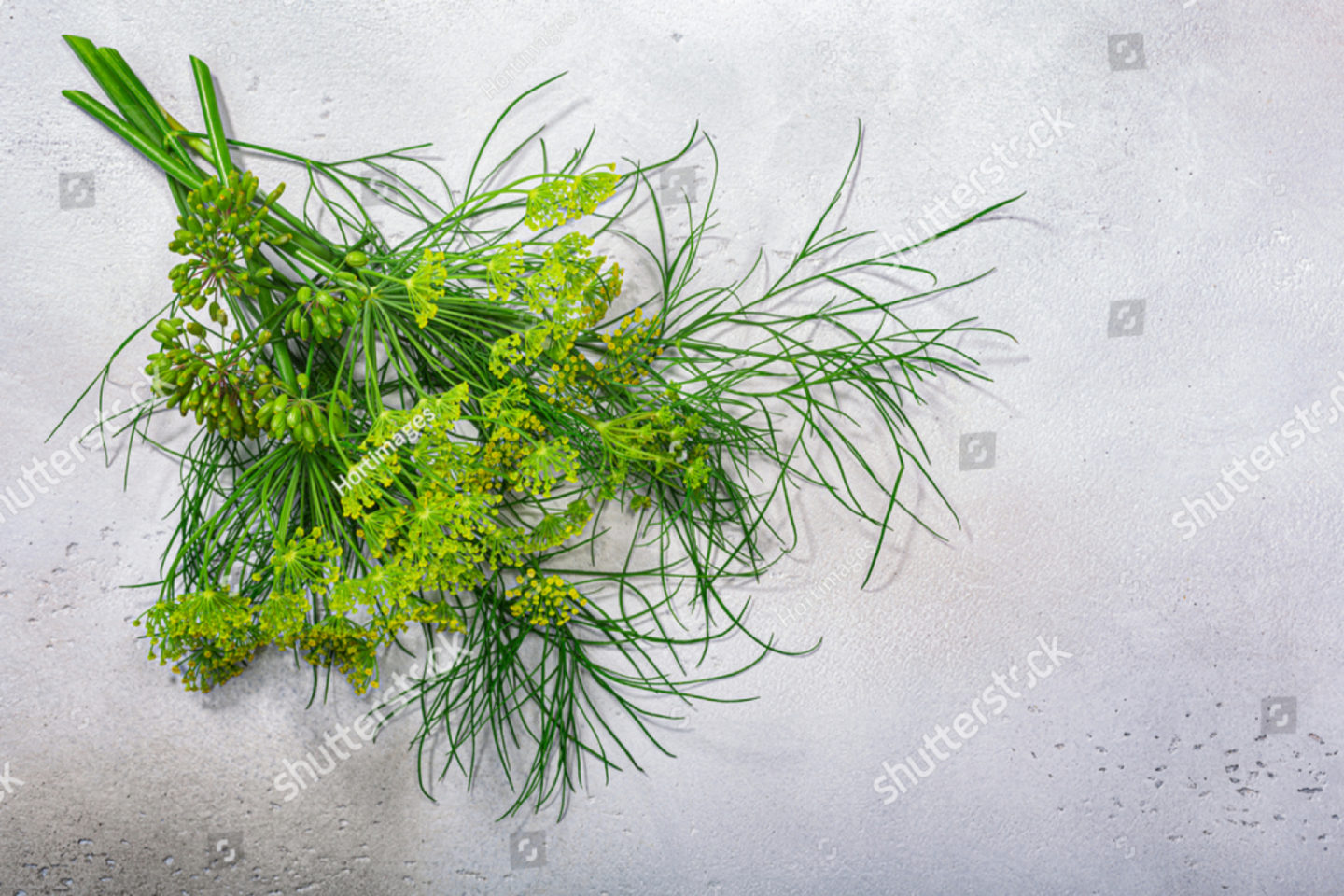 Fresh Dill With Florets And Fruits