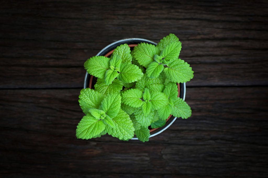 Lemon Balm vs. Mint All Their Differences Tastylicious