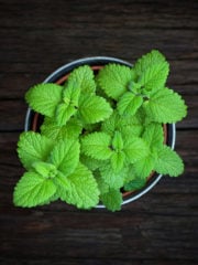 Lemon Balm vs. Mint: All Their Differences