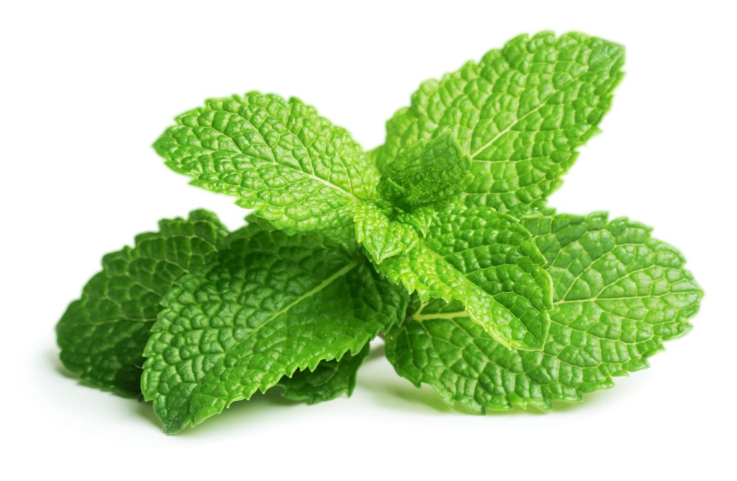 Fresh Mint Leaves