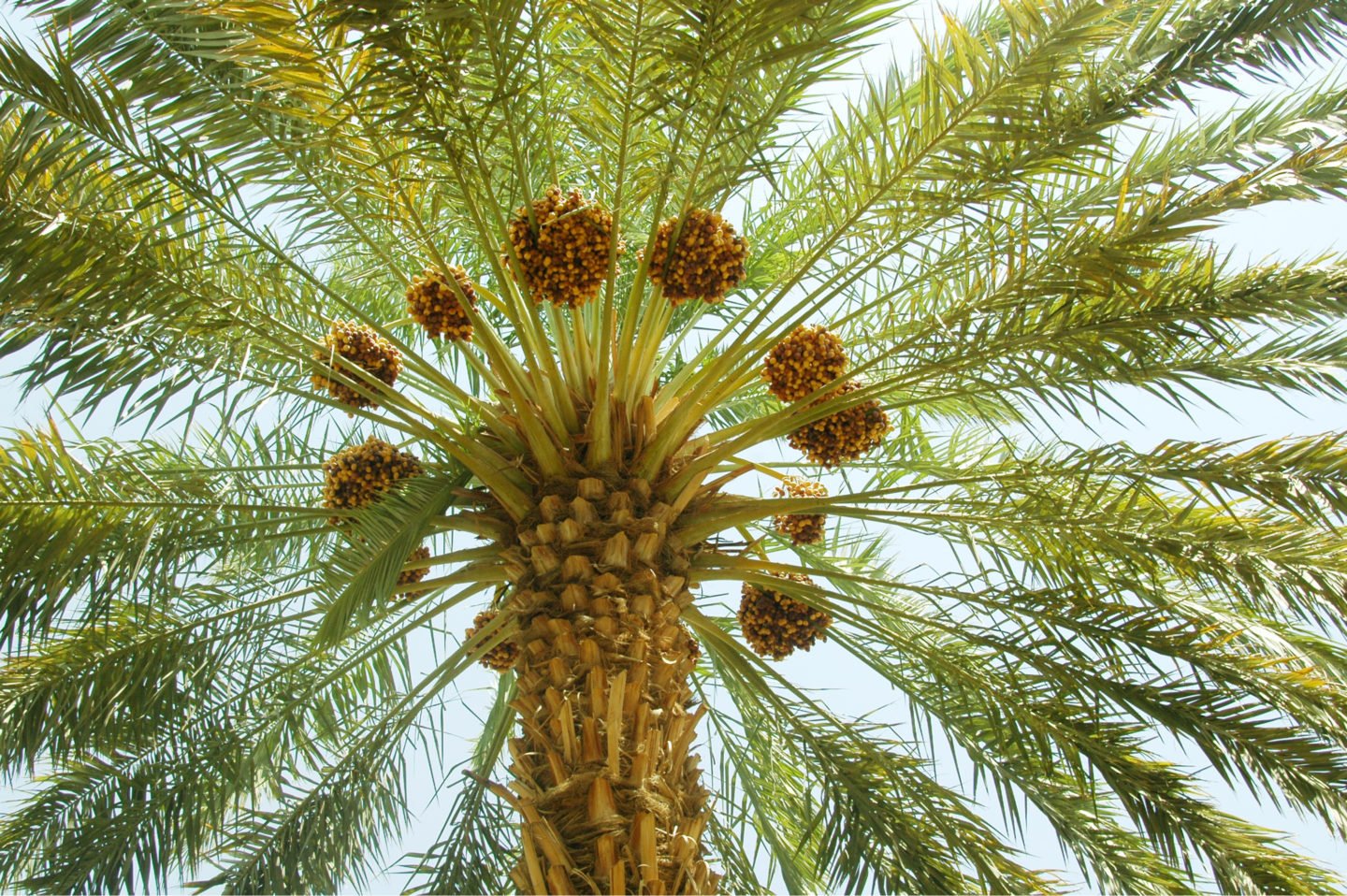 Fruit Bearing Palm Tree