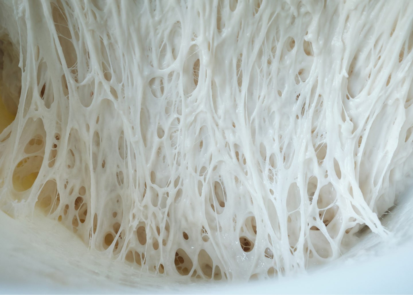 gluten structure of fermented dough